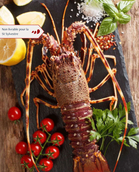 Langouste royale vivante