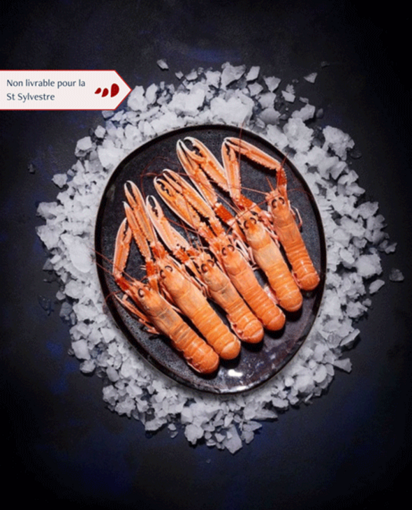 Langoustines vivantes grosses